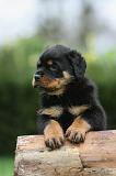 ROTTWEILER 368